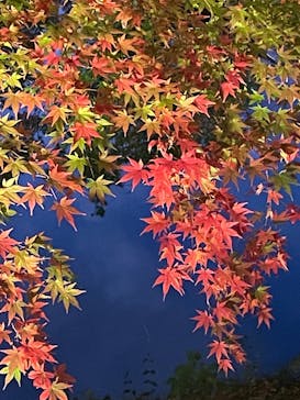 ムーミンバレーパークに投稿された画像（2022/11/16）