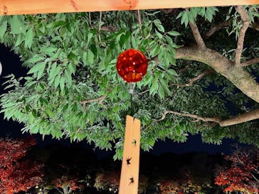 国営昭和記念公園 秋の夜散歩に投稿された画像（2022/11/17）