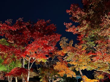 国営昭和記念公園 秋の夜散歩に投稿された画像（2022/11/17）