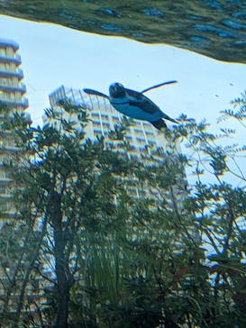 サンシャイン水族館に投稿された画像（2022/11/17）