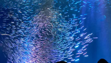 名古屋港水族館に投稿された画像（2022/11/17）