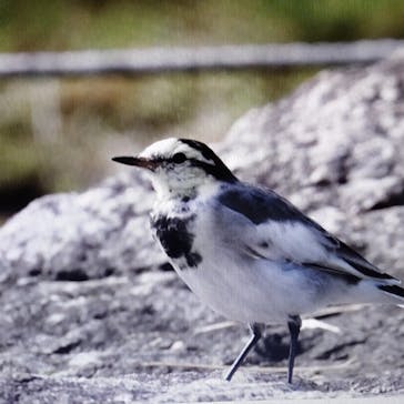三溪園に投稿された画像（2022/11/17）
