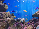 仙台うみの杜水族館に投稿された画像（2022/11/17）