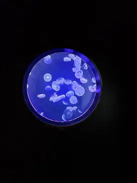 仙台うみの杜水族館に投稿された画像（2022/11/17）