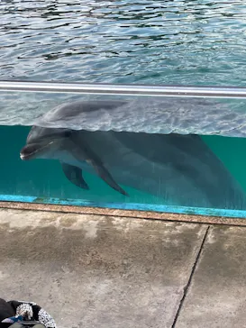 横浜・八景島シーパラダイスに投稿された画像（2022/11/17）