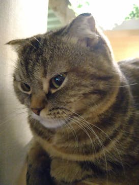 猫カフェモカ　新宿店に投稿された画像（2022/11/17）