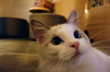 猫カフェモカ　新宿店に投稿された画像（2022/11/17）