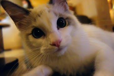 猫カフェモカ　新宿店に投稿された画像（2022/11/17）