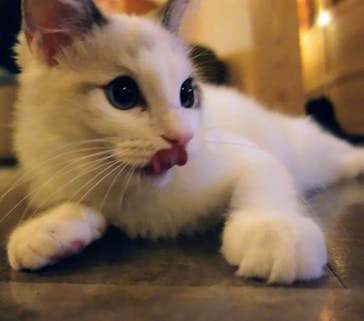 猫カフェモカ　新宿店に投稿された画像（2022/11/17）