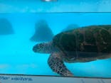 沖縄美ら海水族館に投稿された画像（2022/11/17）