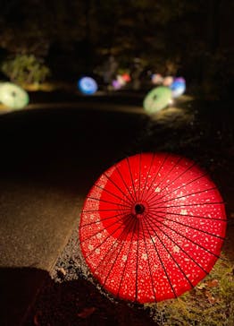 国営昭和記念公園 秋の夜散歩に投稿された画像（2022/11/17）