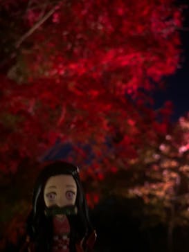 NAKED FLOWERS 2022 秋 世界遺産・二条城に投稿された画像（2022/11/17）