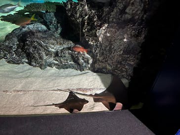 サンシャイン水族館に投稿された画像（2022/11/17）