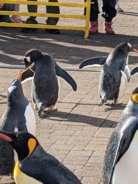 登別マリンパークニクスに投稿された画像（2022/11/17）