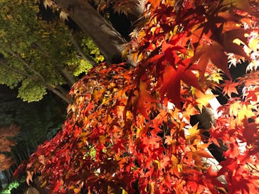 国営昭和記念公園 秋の夜散歩に投稿された画像（2022/11/17）