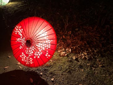 国営昭和記念公園 秋の夜散歩に投稿された画像（2022/11/17）