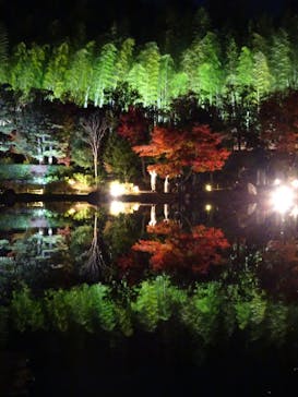 国営昭和記念公園 秋の夜散歩に投稿された画像（2022/11/17）