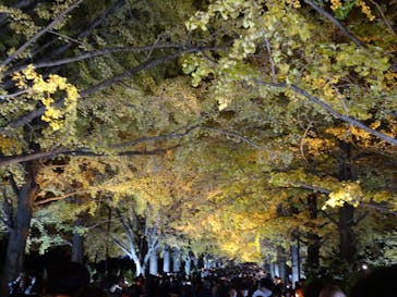 国営昭和記念公園 秋の夜散歩に投稿された画像（2022/11/17）