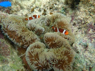 ブルーラグーン石垣島に投稿された画像（2022/11/17）