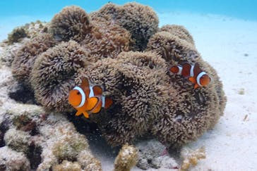 宮古島マリン SUGAR3（シュガースリー）に投稿された画像（2022/11/18）