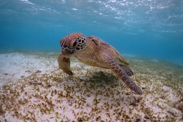 宮古島マリン SUGAR3（シュガースリー）に投稿された画像（2022/11/18）