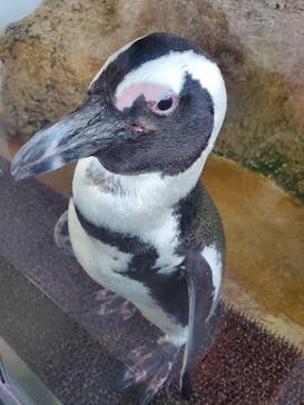京都水族館に投稿された画像（2022/11/18）