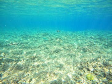 沖縄マリンサービス碧に投稿された画像（2022/11/18）