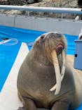 大分マリーンパレス水族館 「うみたまご」に投稿された画像（2022/11/18）