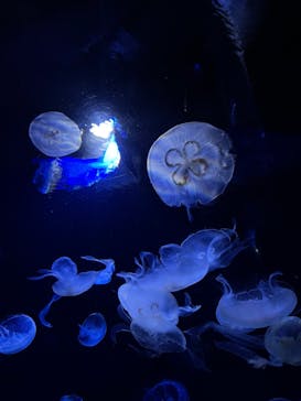 サンシャイン水族館に投稿された画像（2022/11/18）