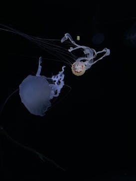 サンシャイン水族館に投稿された画像（2022/11/18）