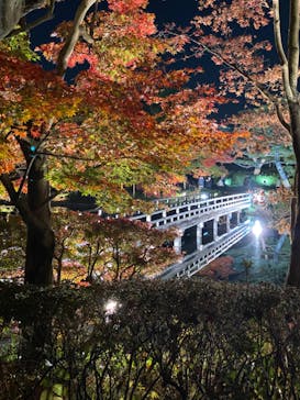 国営昭和記念公園 秋の夜散歩に投稿された画像（2022/11/18）