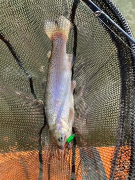 大安トラウトレイクに投稿された画像（2022/11/18）