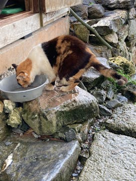 今帰仁城跡に投稿された画像（2022/11/18）