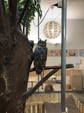 Moff アニマル カフェ イーアス 高尾店に投稿された画像（2022/11/18）