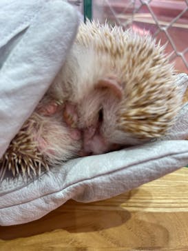 原宿かわいい動物園に投稿された画像（2022/11/18）