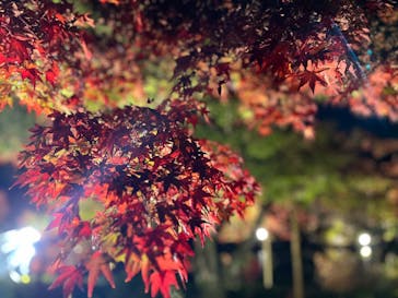 国営昭和記念公園 秋の夜散歩に投稿された画像（2022/11/18）