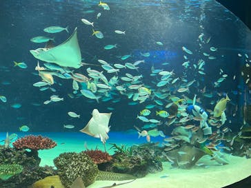 サンシャイン水族館に投稿された画像（2022/11/18）