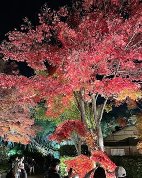 国営昭和記念公園 秋の夜散歩に投稿された画像（2022/11/18）