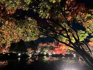 国営昭和記念公園 秋の夜散歩に投稿された画像（2022/11/18）