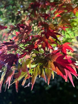 国営昭和記念公園 秋の夜散歩に投稿された画像（2022/11/18）