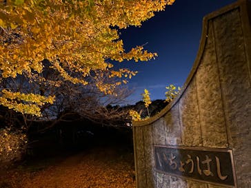 国営昭和記念公園 秋の夜散歩に投稿された画像（2022/11/18）