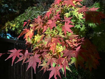 国営昭和記念公園 秋の夜散歩に投稿された画像（2022/11/18）