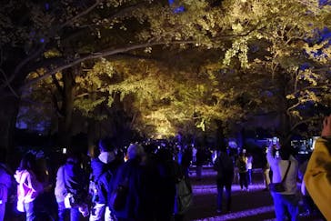 国営昭和記念公園 秋の夜散歩に投稿された画像（2022/11/18）