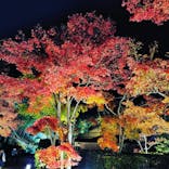 国営昭和記念公園 秋の夜散歩に投稿された画像（2022/11/19）