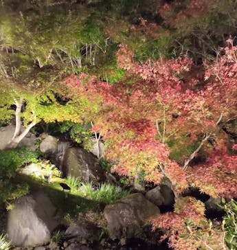 国営昭和記念公園 秋の夜散歩に投稿された画像（2022/11/18）