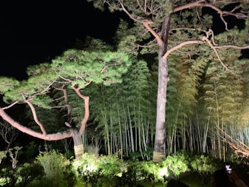 国営昭和記念公園 秋の夜散歩に投稿された画像（2022/11/19）