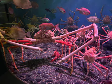 横浜・八景島シーパラダイスに投稿された画像（2022/11/19）