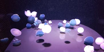 島根県立 しまね海洋館に投稿された画像（2022/11/19）