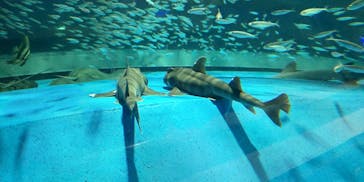 島根県立 しまね海洋館に投稿された画像（2022/11/19）