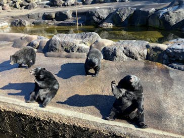 奥飛騨クマ牧場に投稿された画像（2022/11/19）